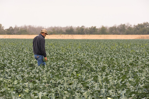 Broccoli_Heritage_CA_0076