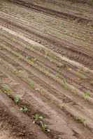 Broccoli_Heritage_CA_0023