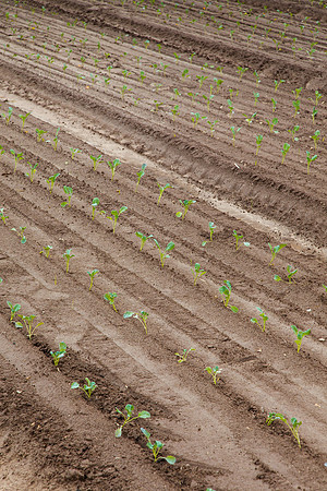 Broccoli_Heritage_CA_0023