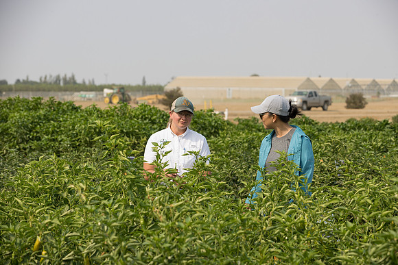 Seminis2021_Woodland_531