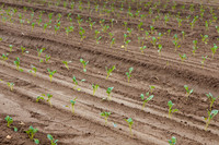 Broccoli_Heritage_CA_0036
