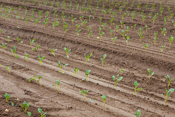 Broccoli_Heritage_CA_0036
