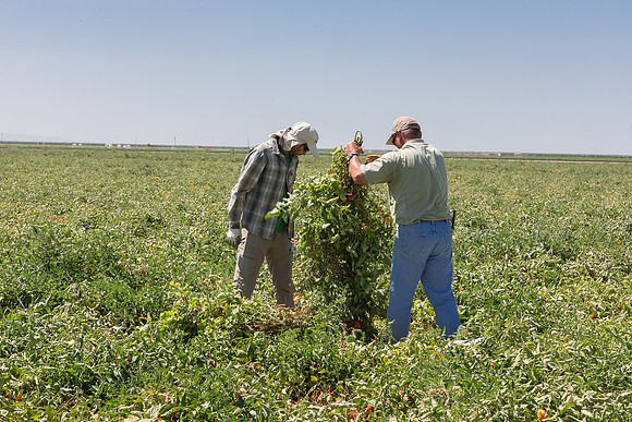 Tomato_SV2756TM_CA_00034