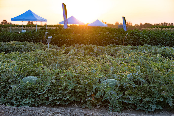 Seminis2021_Woodland_1552