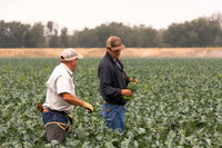 Broccoli_Heritage_CA_0083