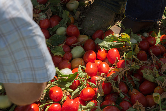 Tomato_SV2756TM_CA_00040