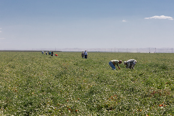 Tomato_SV2756TM_CA_00024