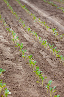 Broccoli_Heritage_CA_0052