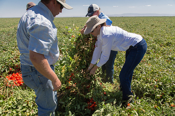 Tomato_SV2756TM_CA_00038