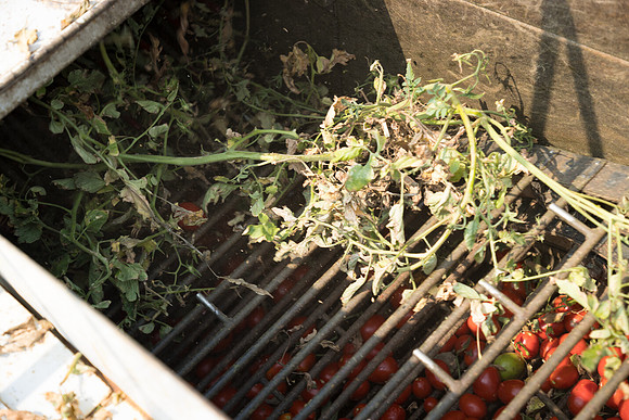 Seminis2021_Woodland_891
