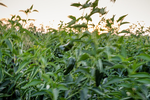 Seminis2021_Woodland_1492