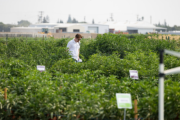 Seminis2021_Woodland_226