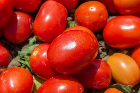 Tomato_SV2756TM_CA_00057