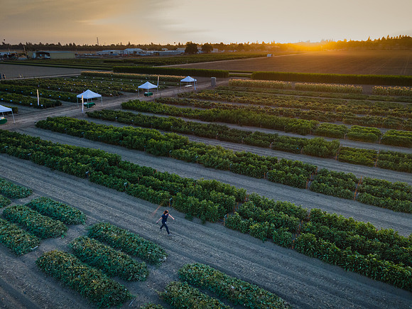 Seminis2021_Woodland_1329