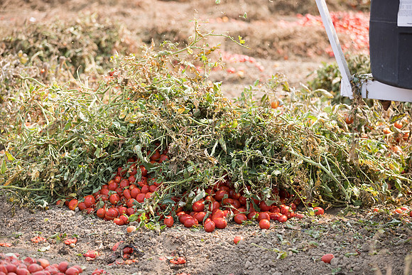 Seminis2021_Woodland_739