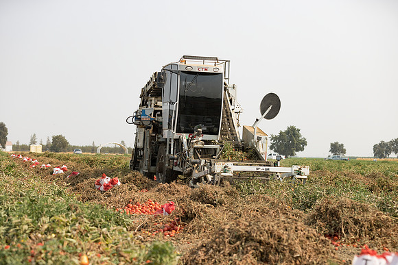 Seminis2021_Woodland_653