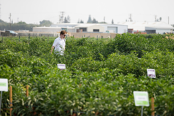 Seminis2021_Woodland_223