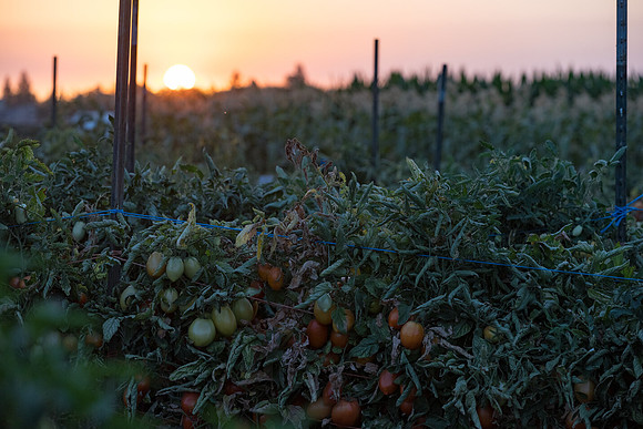Seminis2021_Woodland_1504