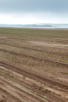 Broccoli_Heritage_CA_0025