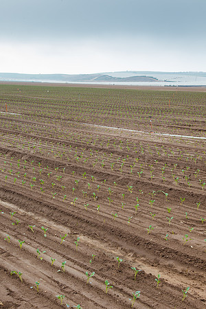 Broccoli_Heritage_CA_0025