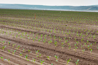 Broccoli_Heritage_CA_0034