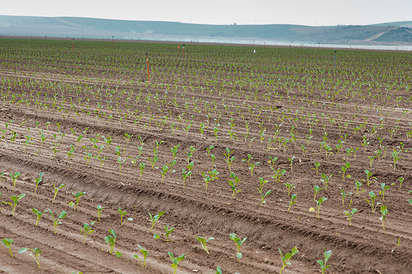 Broccoli_Heritage_CA_0034