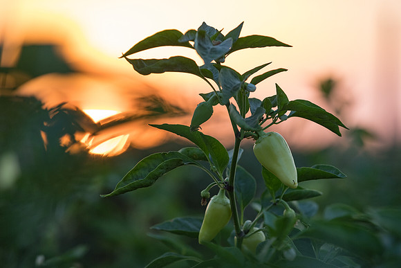 Seminis2021_Woodland_1499