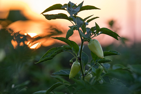 Seminis2021_Woodland_1497