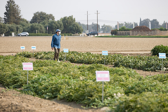 Seminis2021_Woodland_217