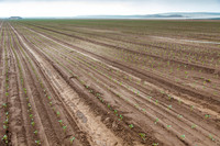 Broccoli_Heritage_CA_0018