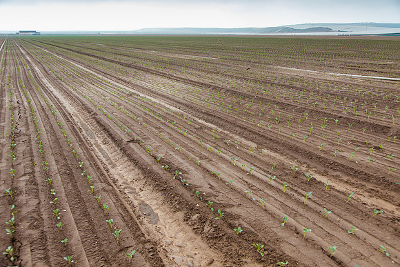 Broccoli_Heritage_CA_0018