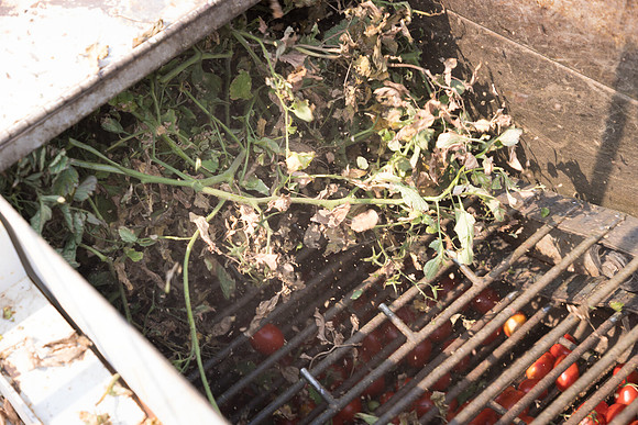 Seminis2021_Woodland_908