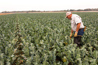 Broccoli_Heritage_CA_0064
