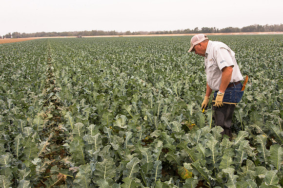 Broccoli_Heritage_CA_0064