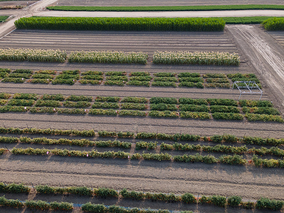 Seminis2021_Woodland_9