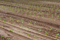Broccoli_Heritage_CA_0037