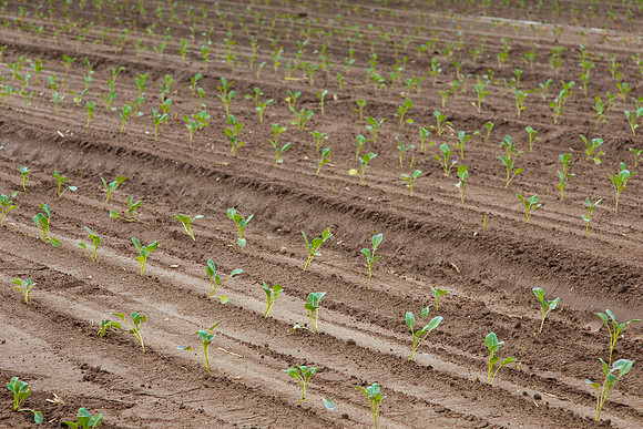 Broccoli_Heritage_CA_0037