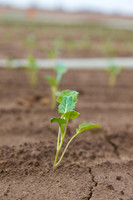 Broccoli_Heritage_CA_0009