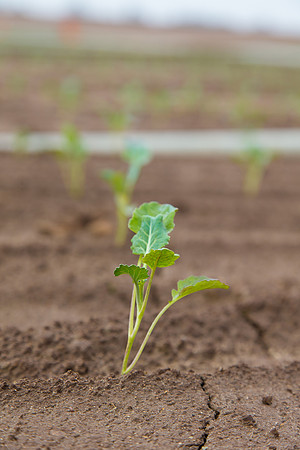 Broccoli_Heritage_CA_0009