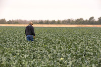 Broccoli_Heritage_CA_0077