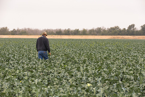 Broccoli_Heritage_CA_0077