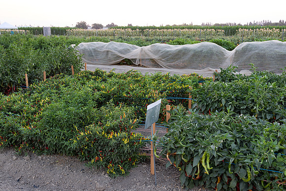 Seminis2021_Woodland_1486