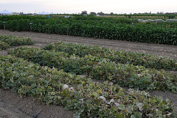 Seminis2021_Woodland_1467