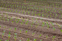 Broccoli_Heritage_CA_0043
