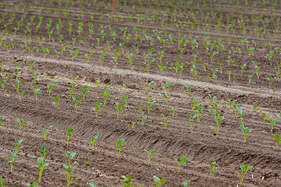 Broccoli_Heritage_CA_0043