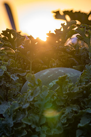 Seminis2021_Woodland_1591