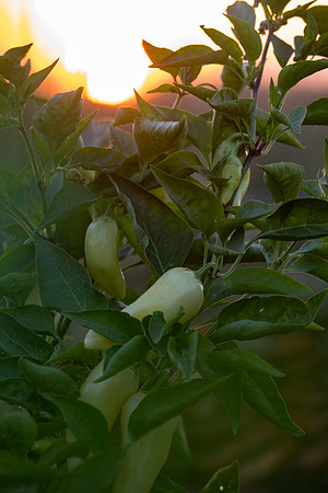 Seminis2021_Woodland_1519