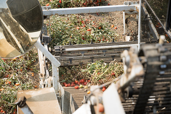 Seminis2021_Woodland_859