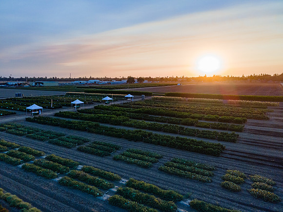 Seminis2021_Woodland_1325