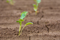 Broccoli_Heritage_CA_0008